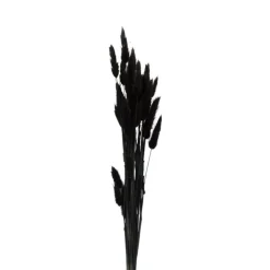 Xenos Droogbloem - Lagurus - zwart - 60 cm- Kunstbloemen