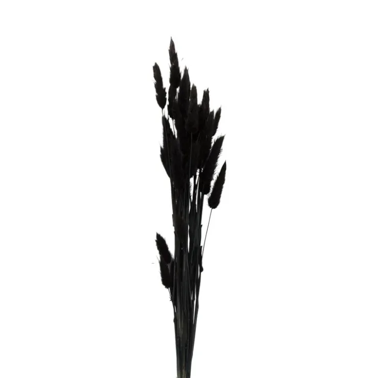 Xenos Droogbloem - Lagurus - zwart - 60 cm- Kunstbloemen