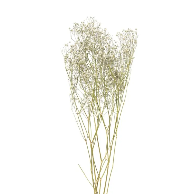 Xenos Droogbloem gipskruid - wit - 60 cm- Kunstbloemen