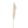 Xenos Droogbloem ruscus - naturel - 65 cm- Kunstbloemen