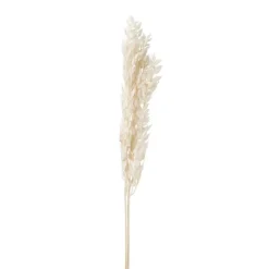 Xenos Droogbloem ruscus - naturel - 65 cm- Kunstbloemen