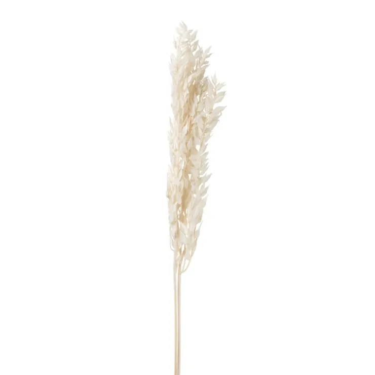 Xenos Droogbloem ruscus - naturel - 65 cm- Kunstbloemen
