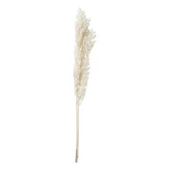 Xenos Droogbloem ruscus - naturel - 65 cm- Kunstbloemen