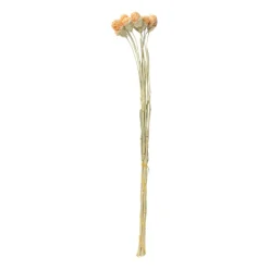 Xenos Droogbloemen - diverse varianten - 38 cm- Kerstcadeaus|Kunstbloemen