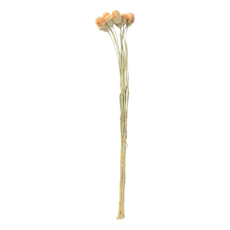Xenos Droogbloemen - diverse varianten - 38 cm- Kerstcadeaus|Kunstbloemen