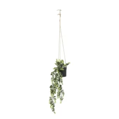Xenos Hangplant - 65 cm- Kunstplanten