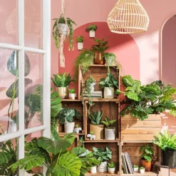 Xenos Hangplantje in potje - spits blad- Kunstplanten