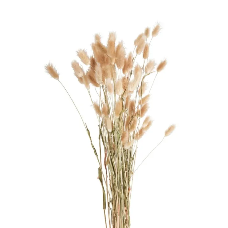 Xenos Lagurus - 70 cm- Kunstbloemen