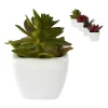 Xenos Vetplantjes - klein in pot - diverse varianten- Kunstplanten
